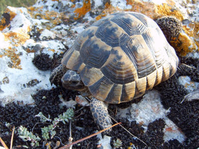 Bulgarian wildlife